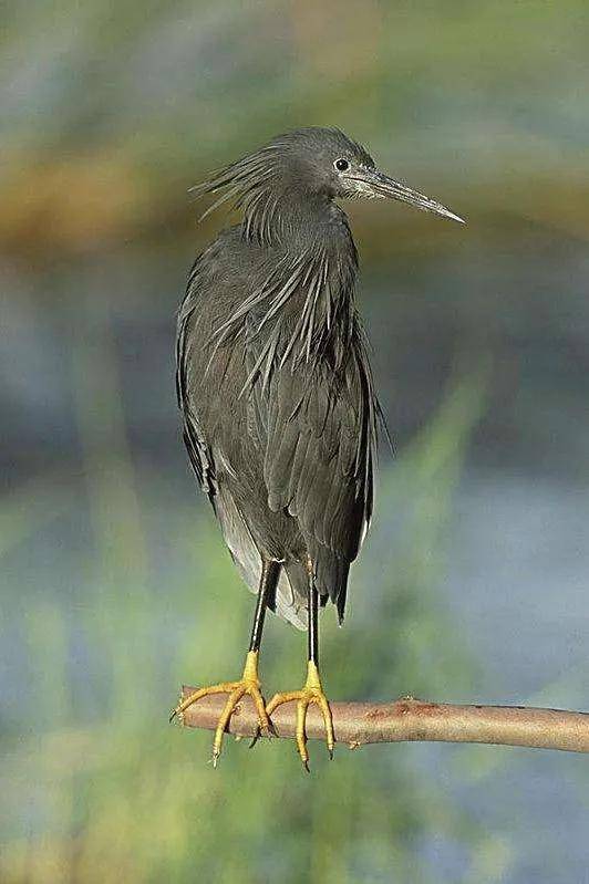 识鹭大全带你来看鹭鸶_鹭鸟_鸟类_白鹭