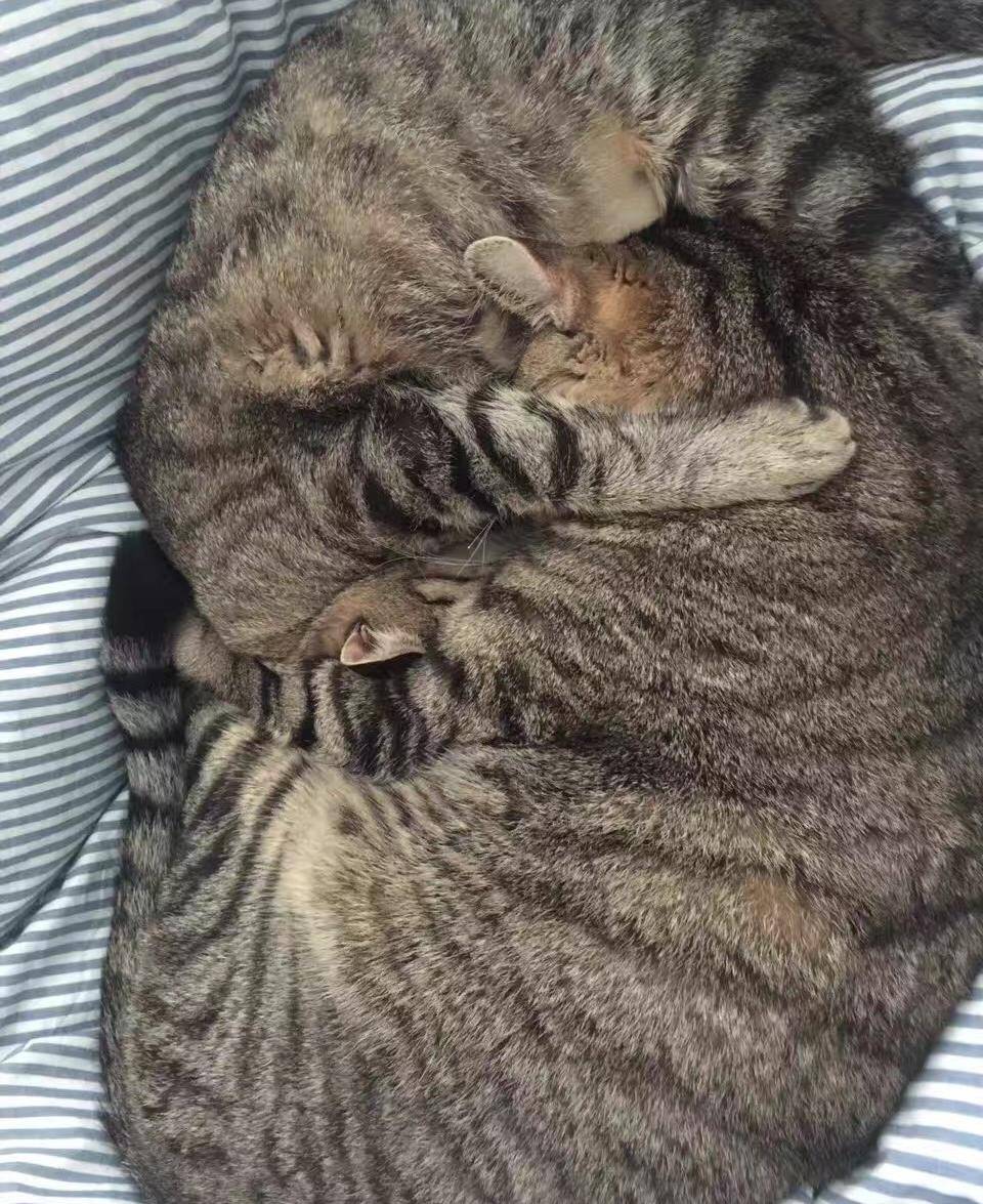 肥猫和瘦猫同框,没有对比就没有伤害