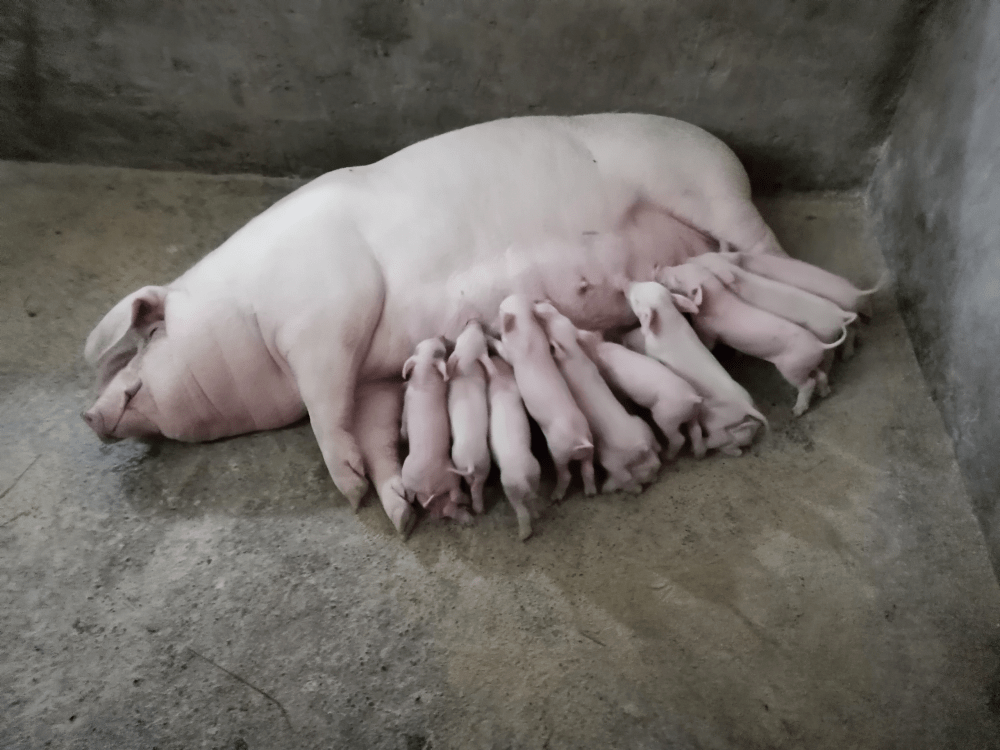 母猪产仔多奶不够吃怎么办?母猪下崽太多奶不够吃的怎么办?