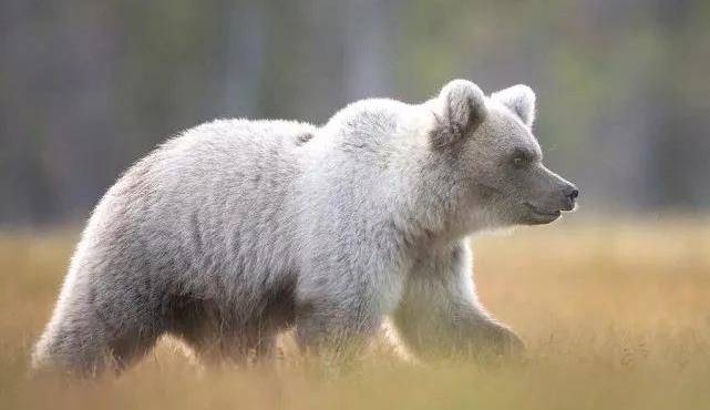 再加上白化棕熊与其它棕熊相比,是抵抗力较弱,存活率较低,在种群中也