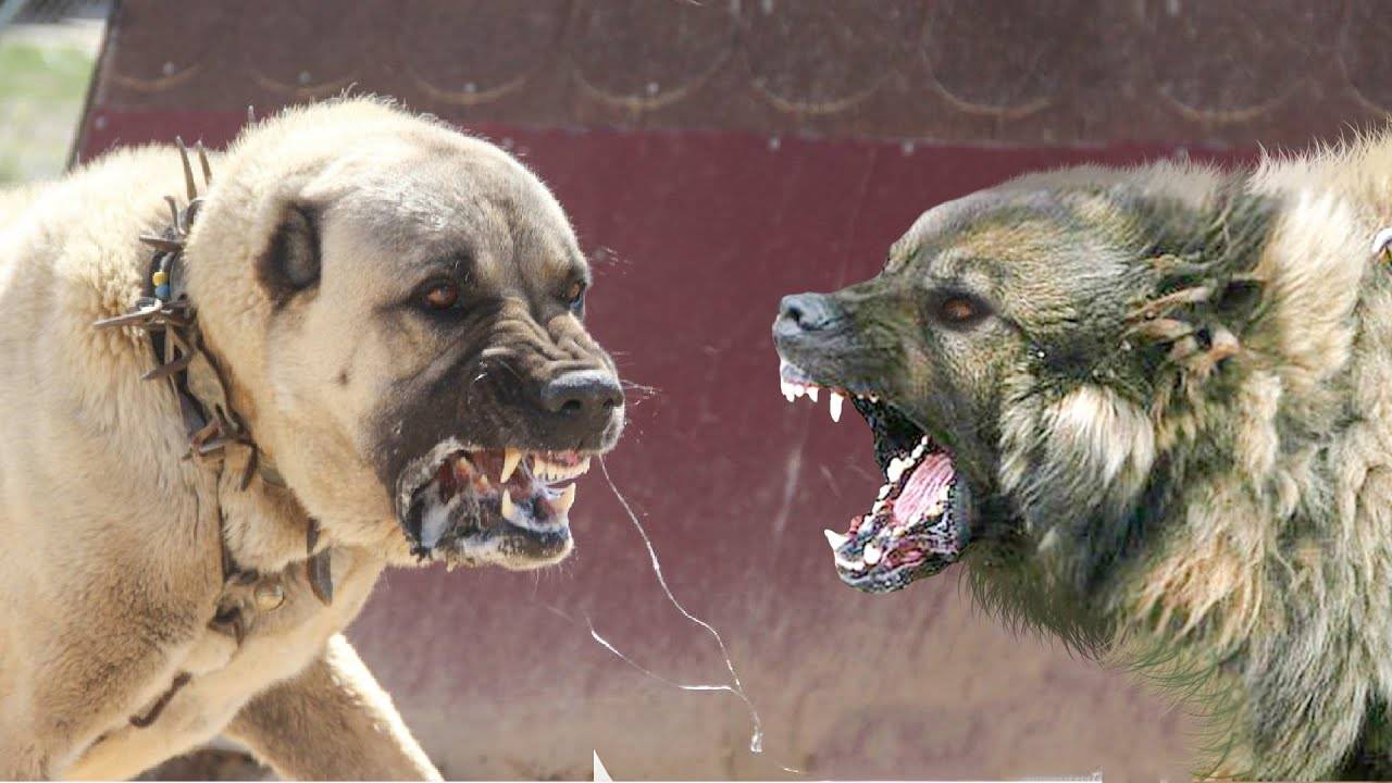坎高犬vs北美灰狼图片
