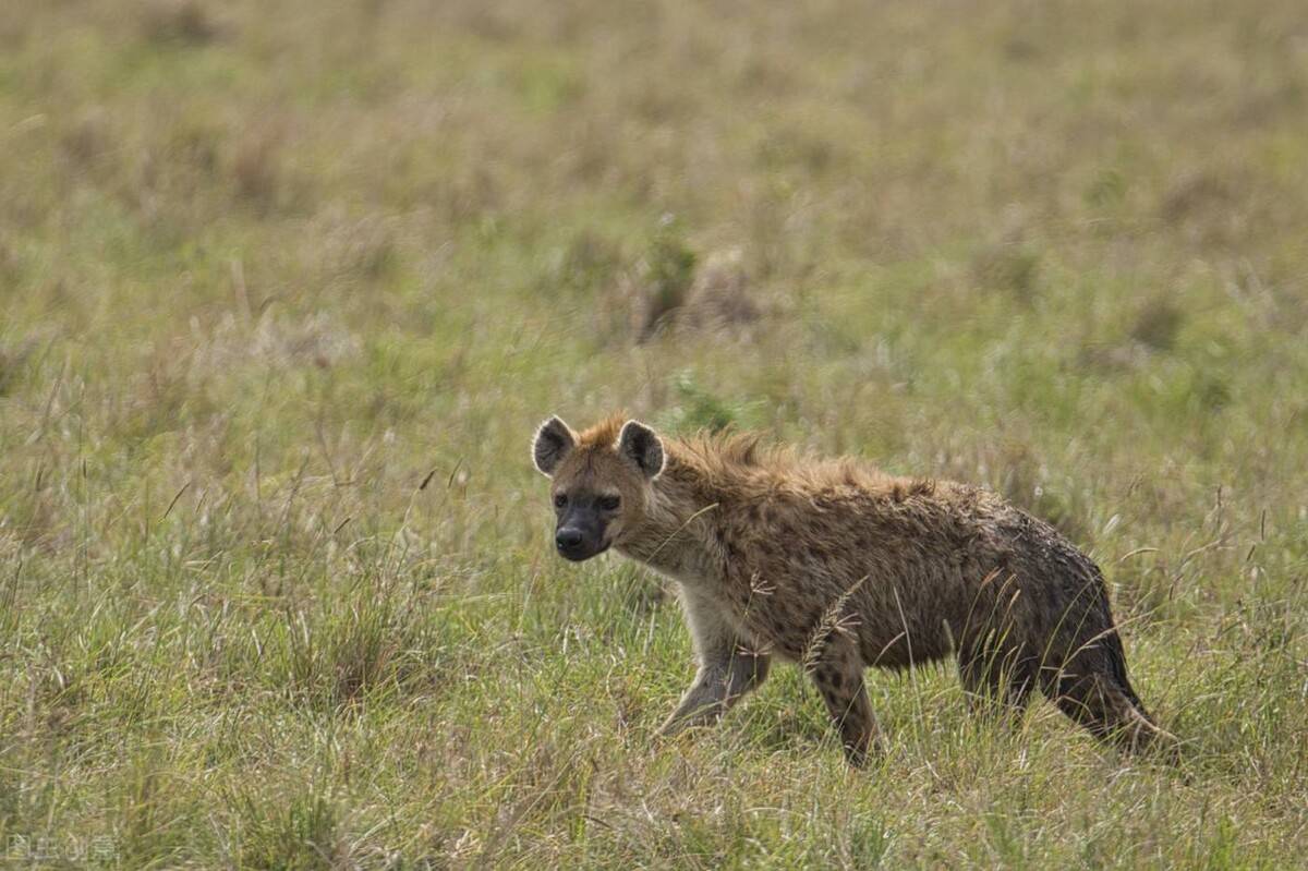 非洲二哥鬣狗 拼音图片
