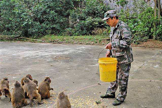 原创             退伍军人护荒岛24年，与猴群相伴成“猴王”，脑瘫儿子是唯一遗憾