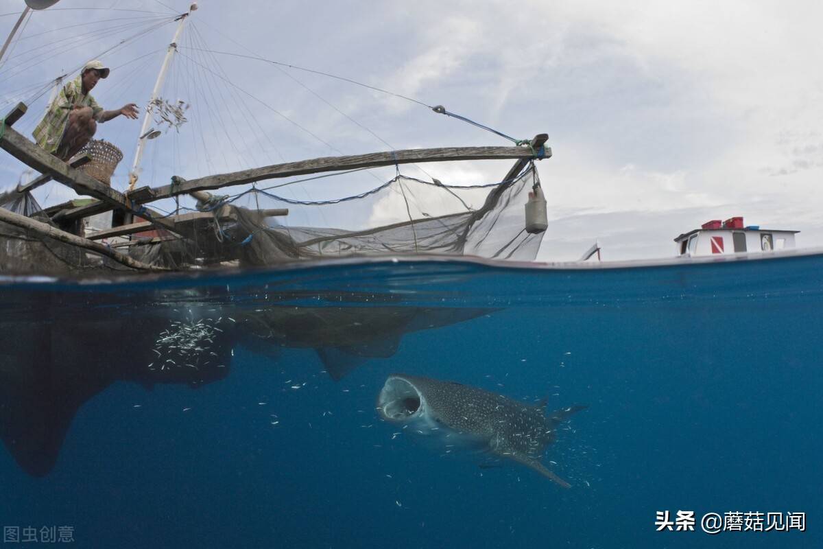 世界之最38噬人鲨世界上最大的食肉鲨鱼