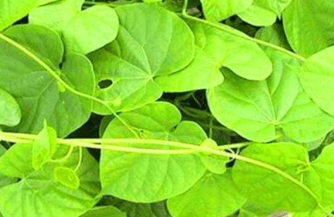 野生牛皮茶植物啥样的图片