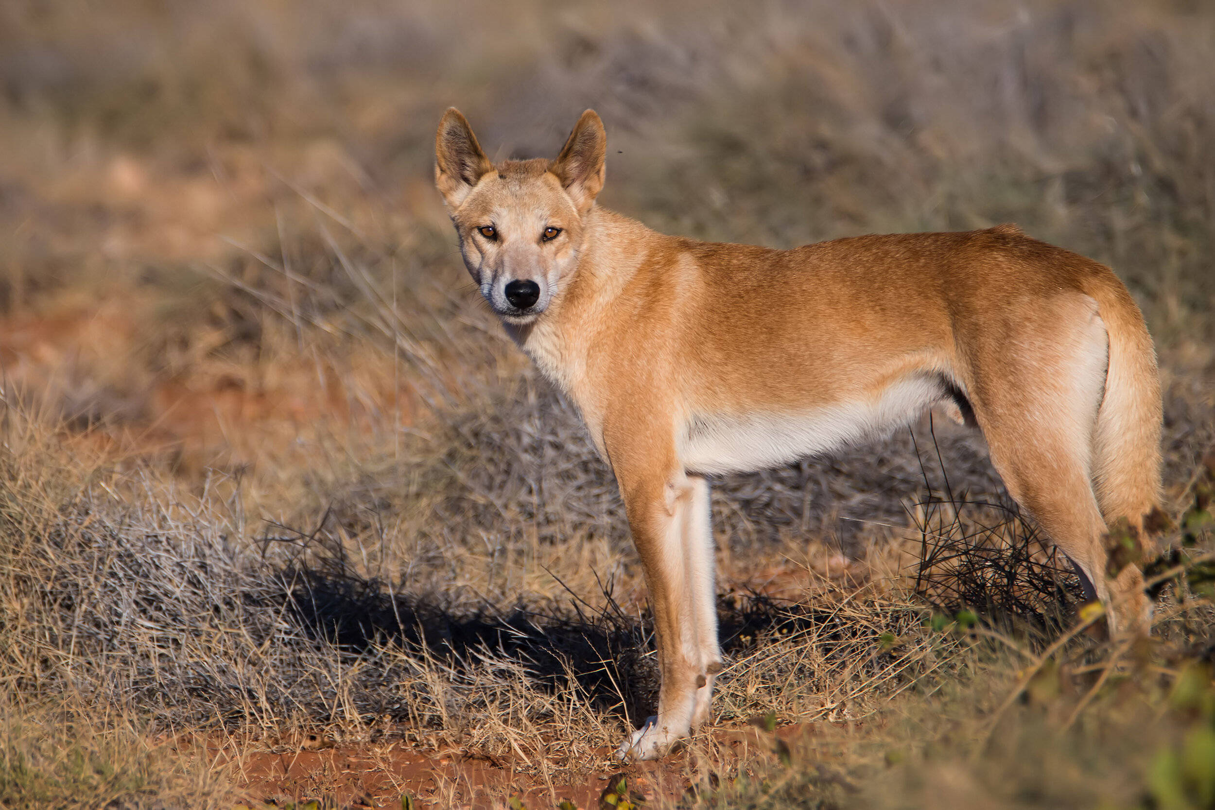 动物_猎物_栖息地
