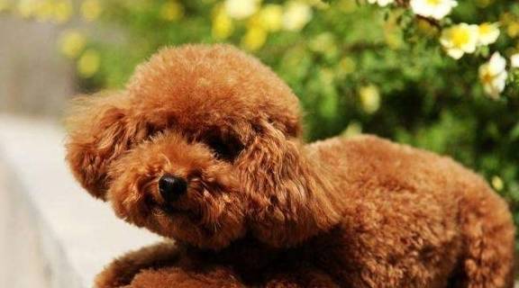 泰迪犬喂食注意事项 狗狗 毛色 口味