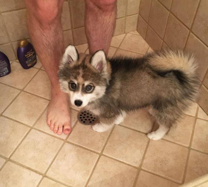 原创哈士奇和博美的混血狗自带眼线超可爱牵出去回头率百分百