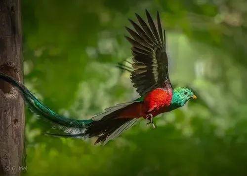 享有"凤凰"美誉的八种长尾鸟分享_鸟类_中国_古代