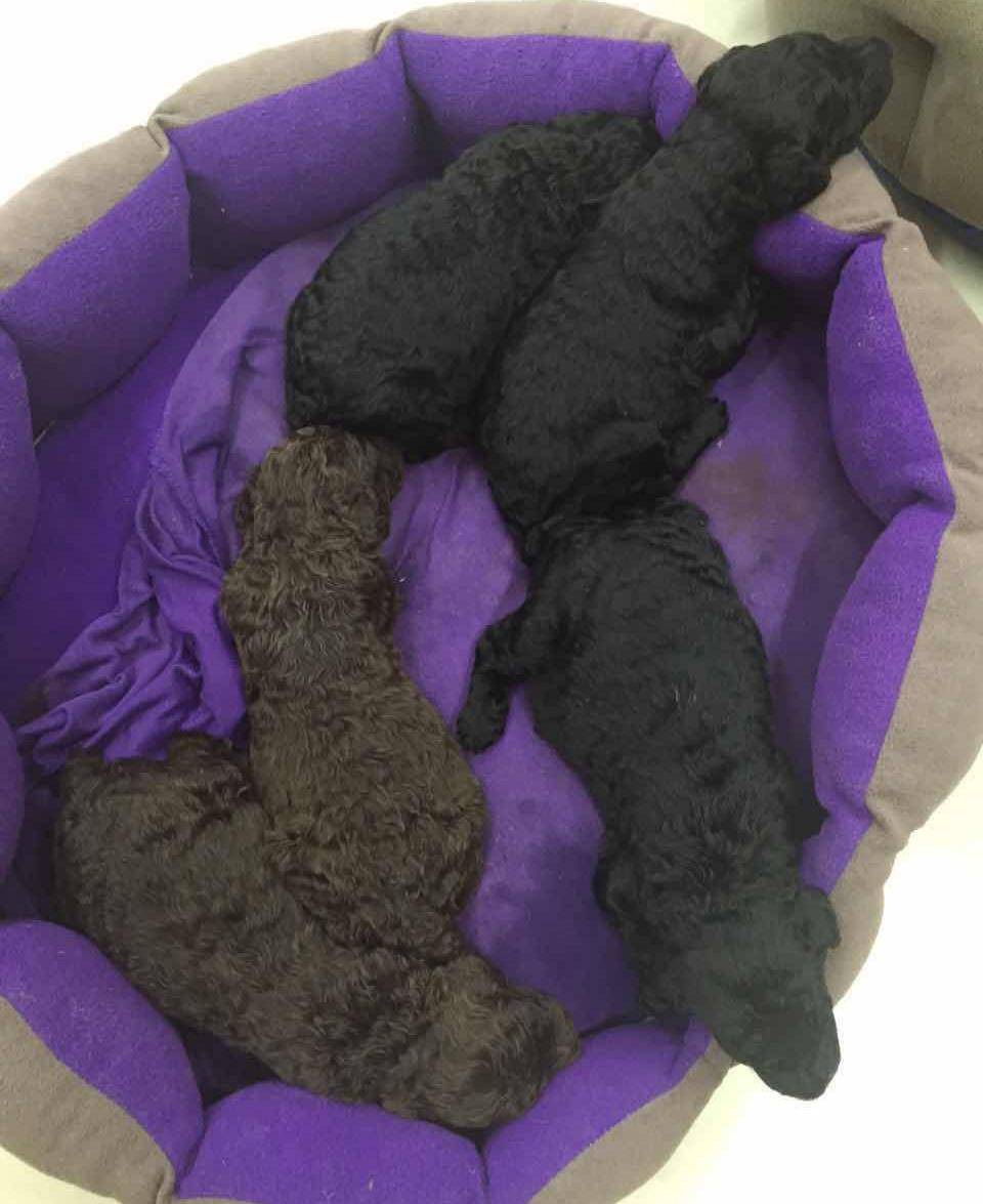 巨型贵宾犬生出来就很大吗你知道巨贵小时候有多萌吗