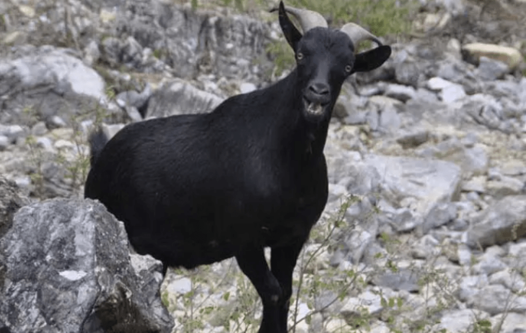 国外农场黑羊学主人直立走路,诱骗小鸡到屋内当场吃掉_山羊_食草动物