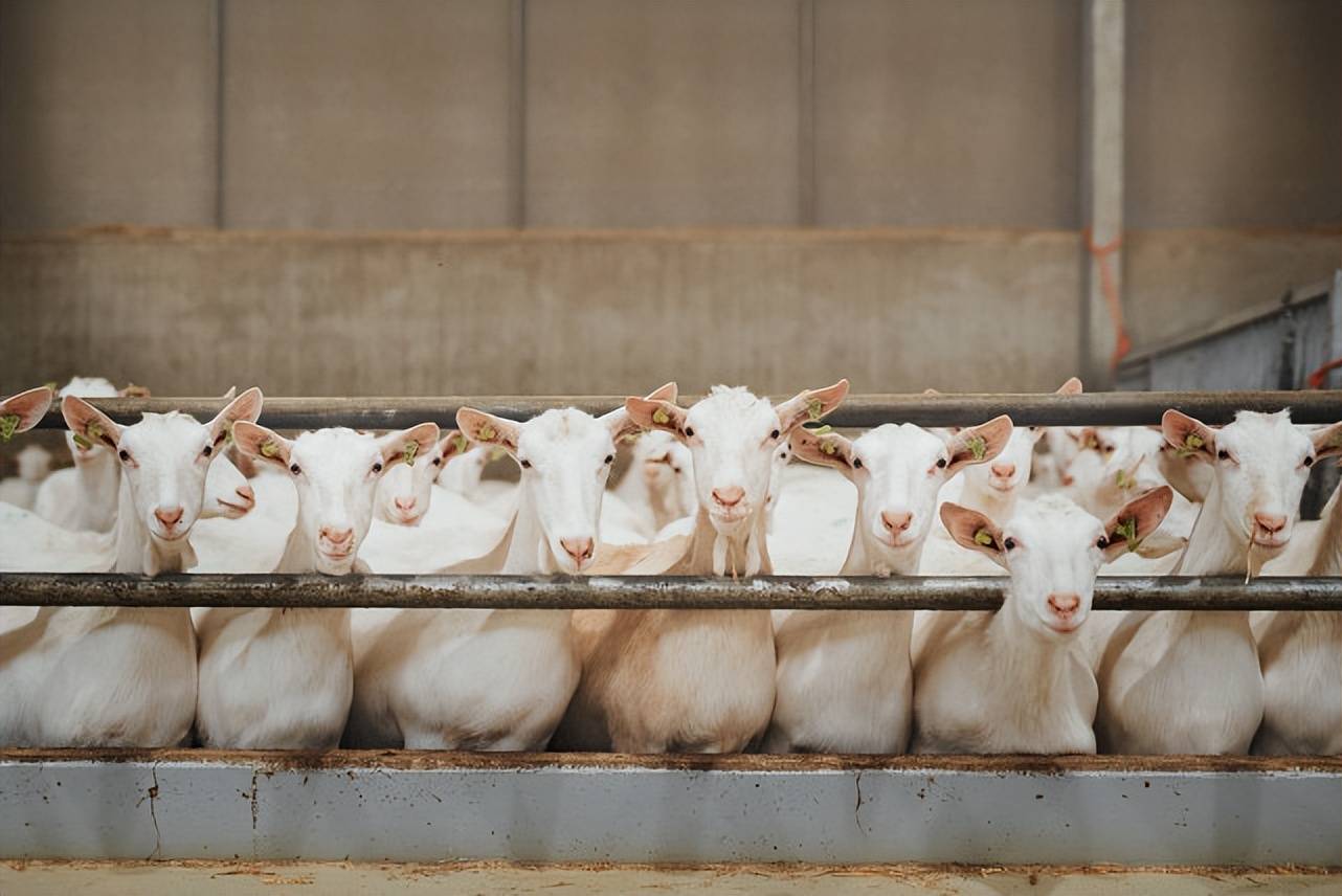 肉羊后期咋喂上膘快?_养殖_技术_饲料