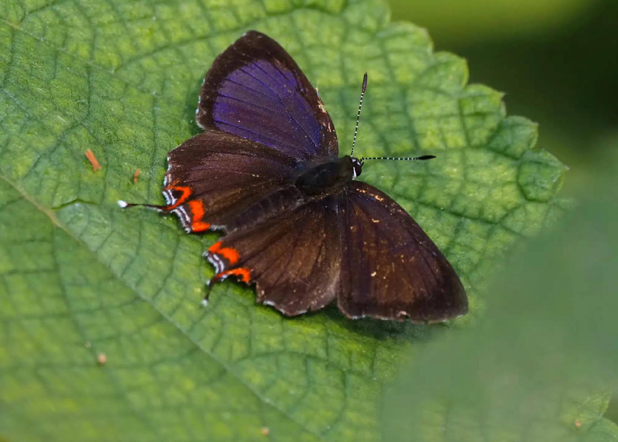 夏天就要彩色的和我的小蝴蝶_蝶蝶_粉蝶_凤蝶