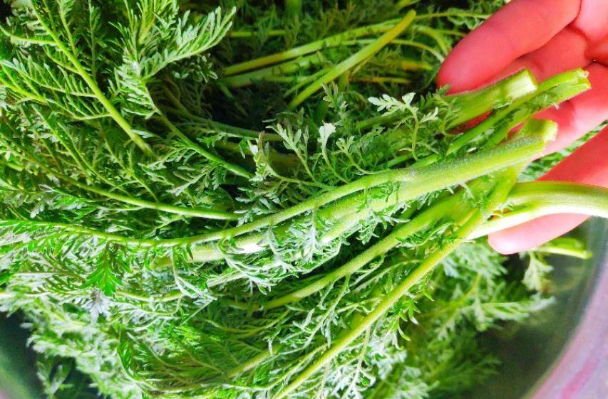 春天宁愿不吃肉,也要给家人多吃这道菜,营养健康,城里人没吃过_咪咪