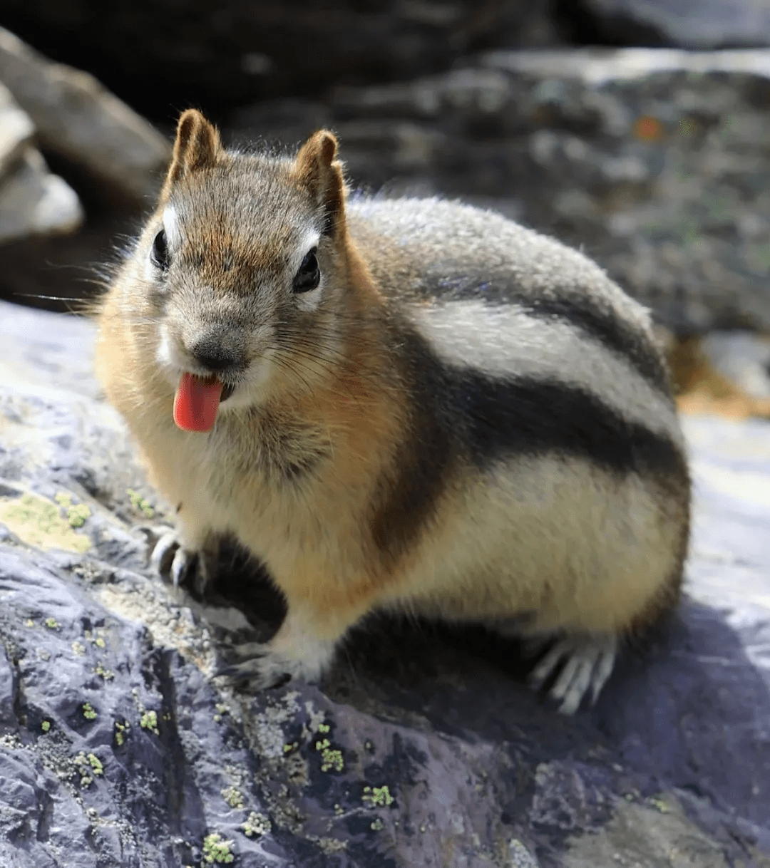 原创花栗鼠就是五道眉花鼠哦