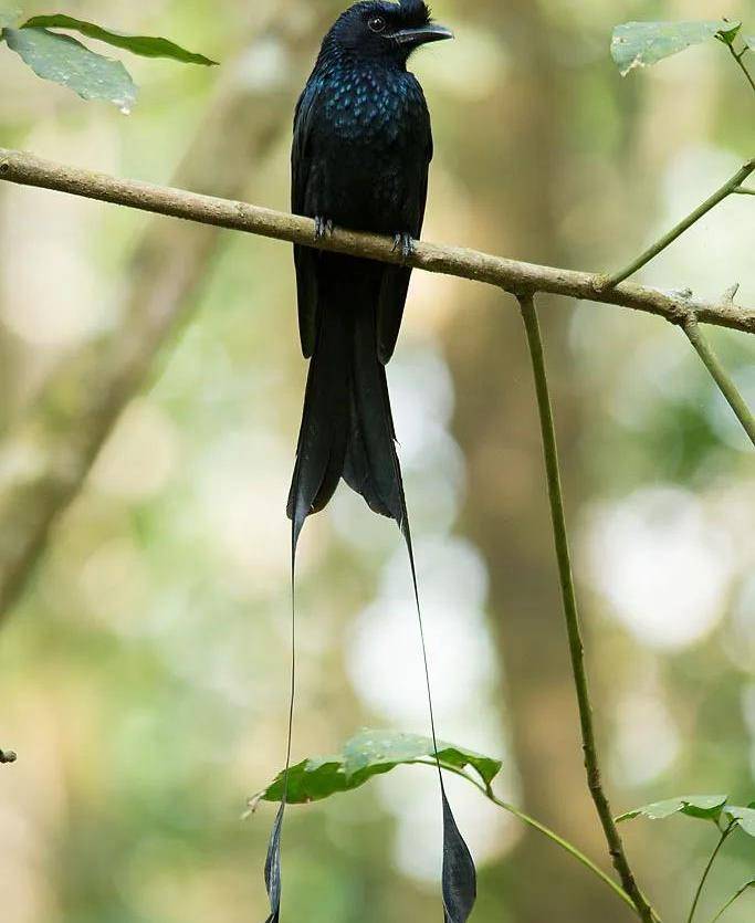 快来看,这小黑鸟像不像风筝_大盘_尾巴_天堂