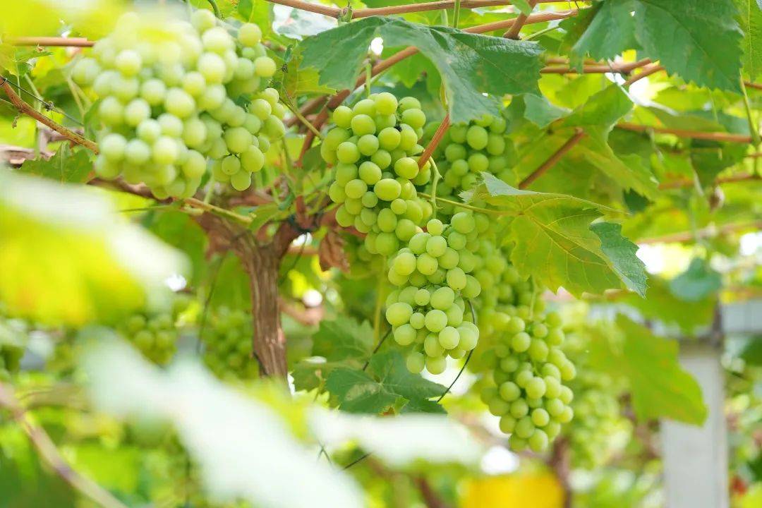 龙泉驿区洪安镇漫香庄园葡萄采摘节来啦这个夏天来这里实现葡萄自由