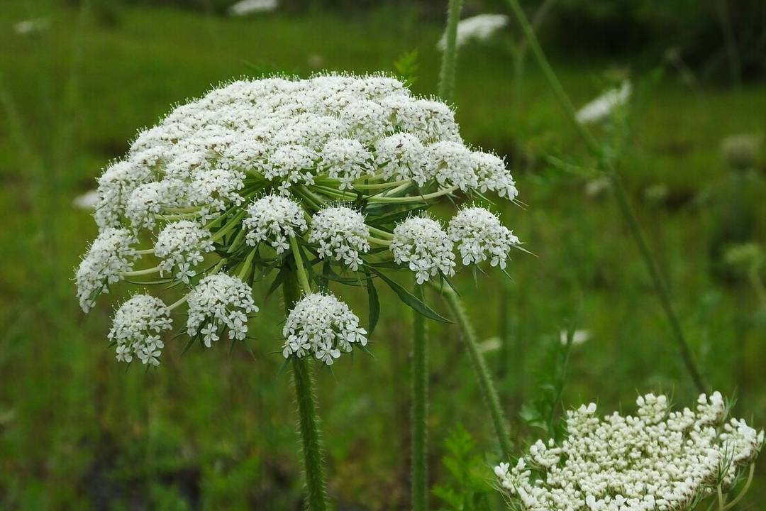 路邊1種白花