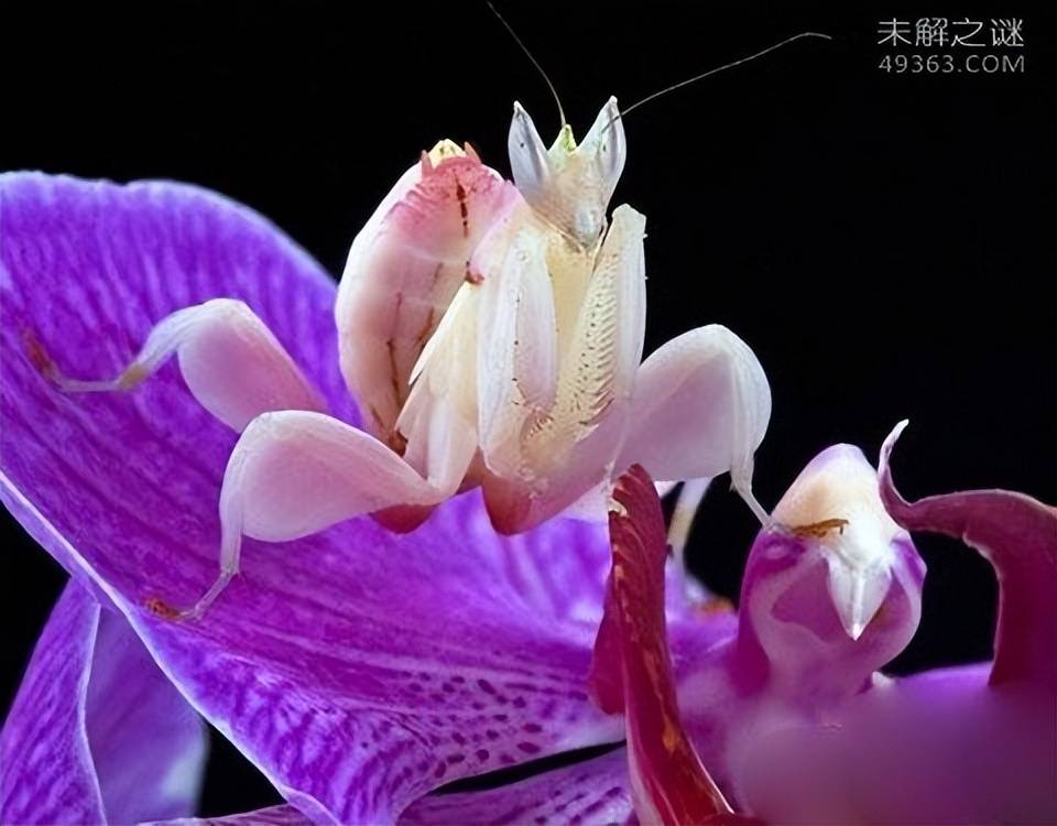 原创兰花螳螂看起来像一朵花