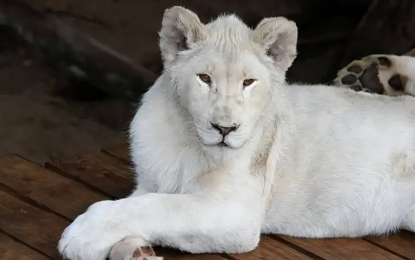 原创内蒙古出现罕见的白狍长相独特但终将被自然淘汰