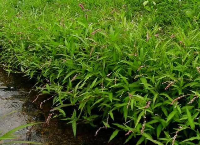 农村水边的野草,不仅是《诗经》中的"辣椒",还能用来酿酒捕甲鱼_酒曲
