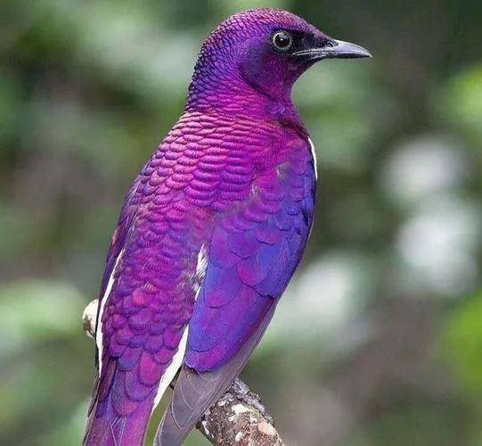 紫色羽毛的鹦鹉图片