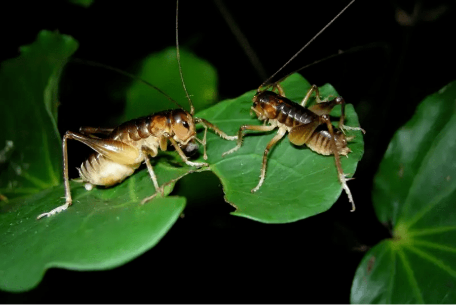 蟋蟀喜欢吃什么图片