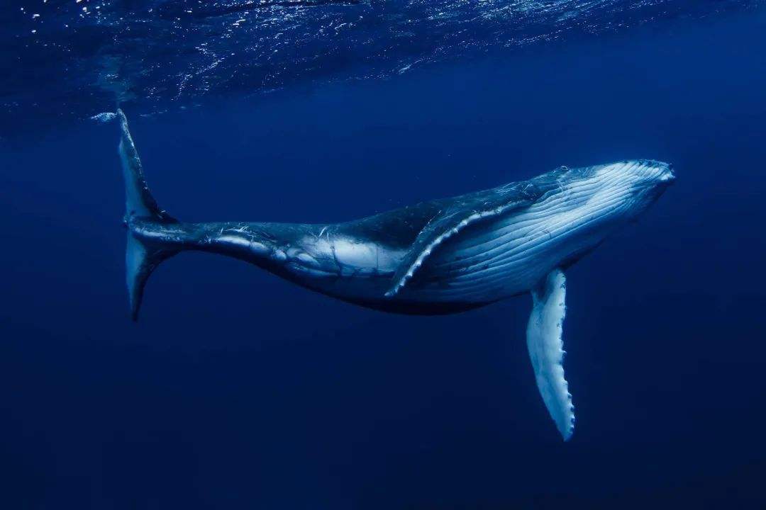 原创鲸鱼不喷水正常吗你不知道的关于鲸鱼的知识