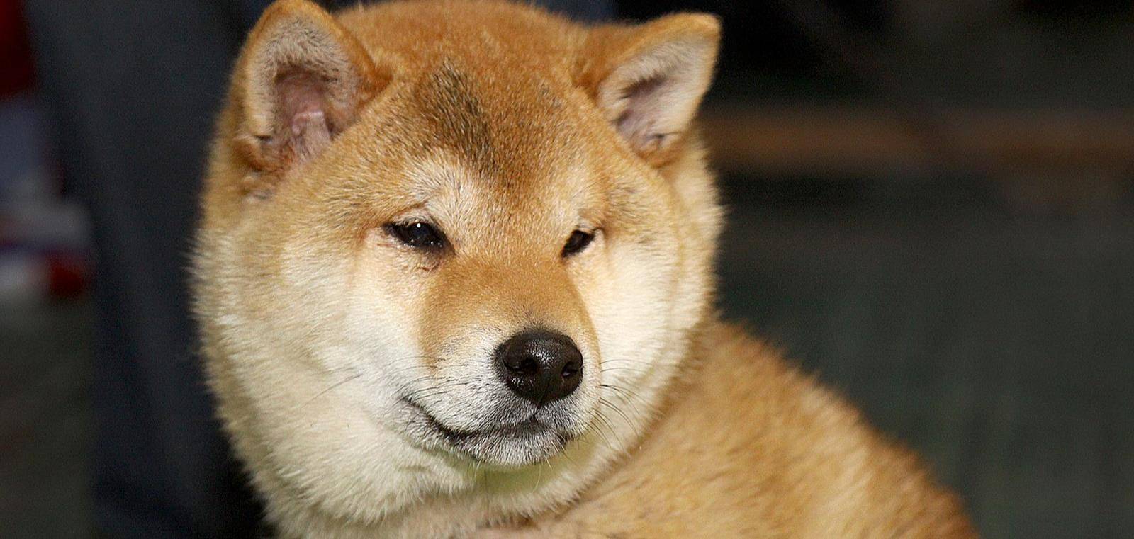 有些柴犬因为父母基因影响的原因不会长不出白眉,所以等到小柴犬2-3个