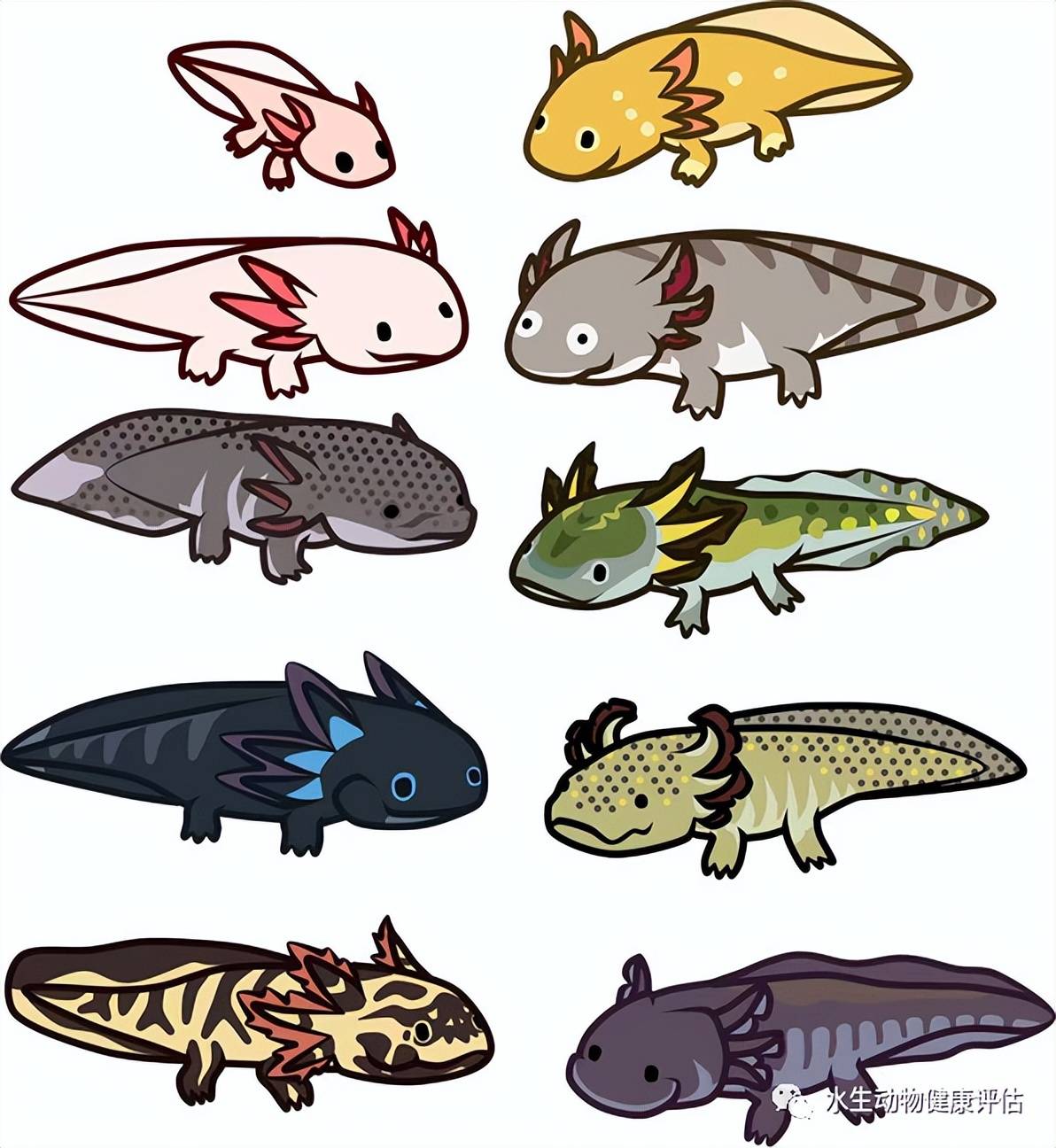 六角恐龙鱼 简笔画图片