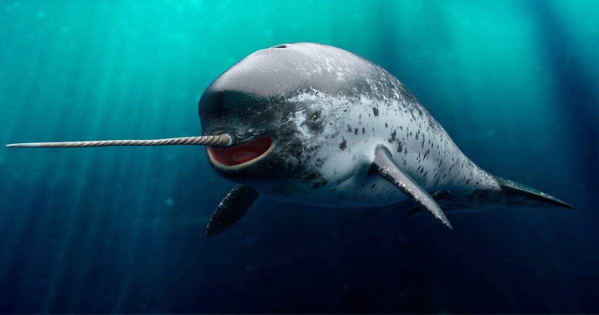 独角鲸的样子图片