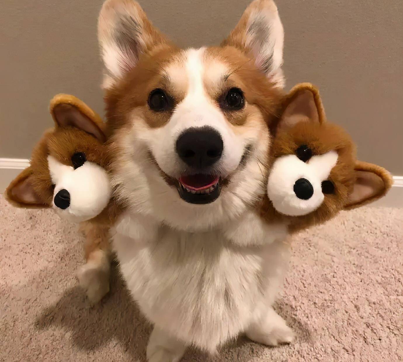 原创地狱三头犬来啦大家快跑啊