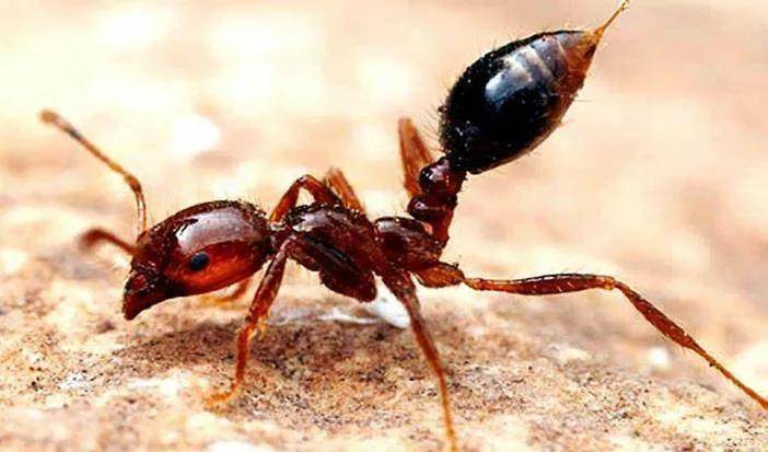 子弹蚂蚁最大图片