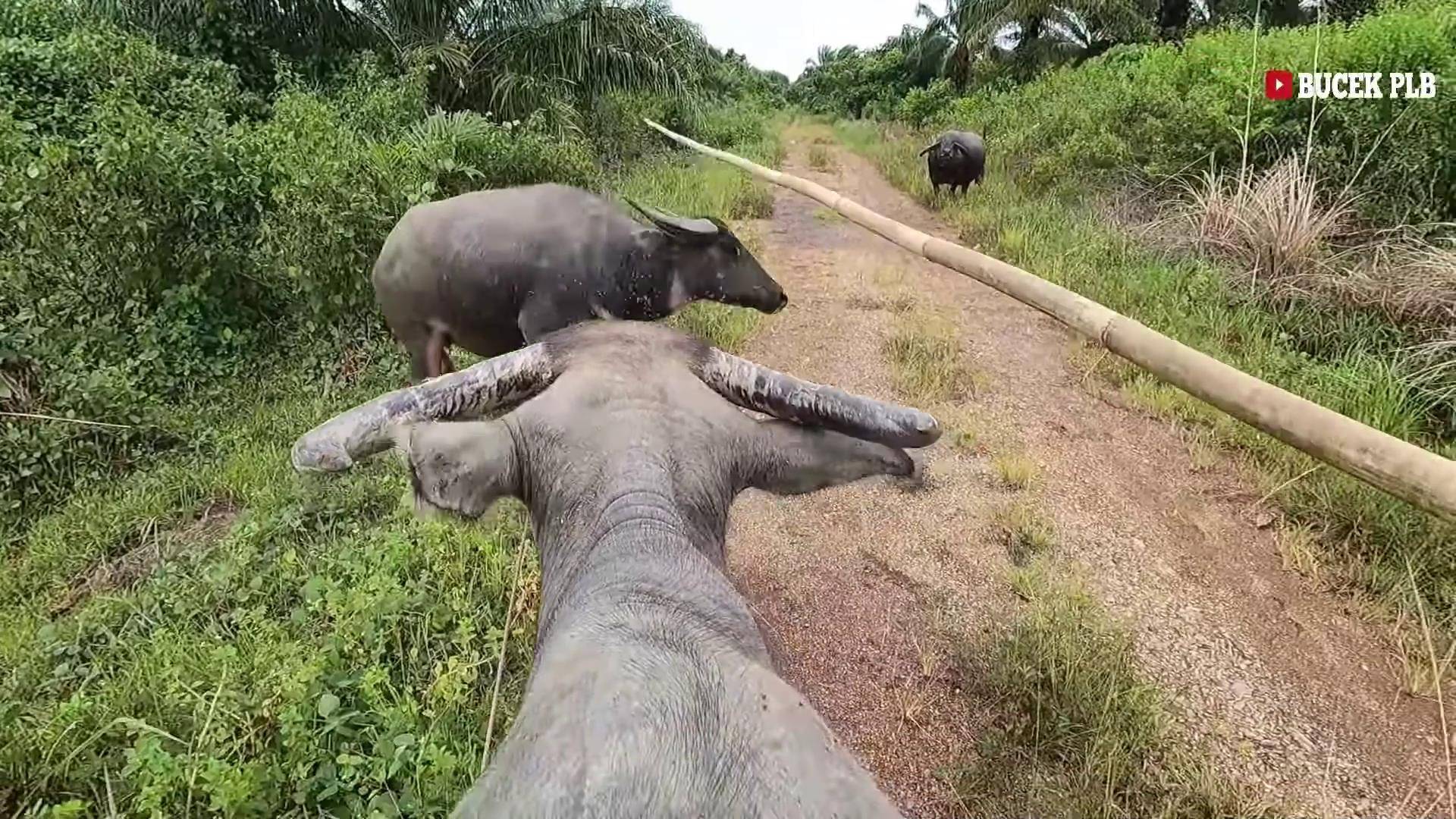 男子骑母牛到野外捕捉野公牛,看看他是如何操作的_水牛_野牛_绳子