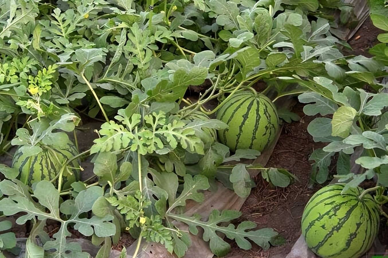 西瓜的压蔓与整枝