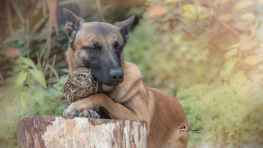 当狗遇到猫头鹰,这段自然界中似乎不太可能的友谊,却甜到掉牙_tanja