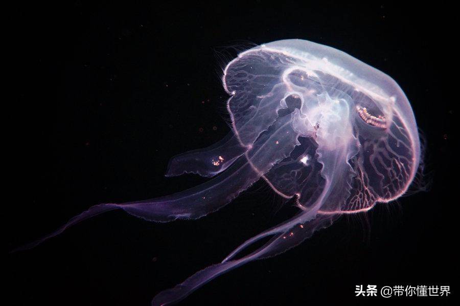 梦幻的海洋生物 竟有如此大的威胁 水母 浮游生物 刺丝