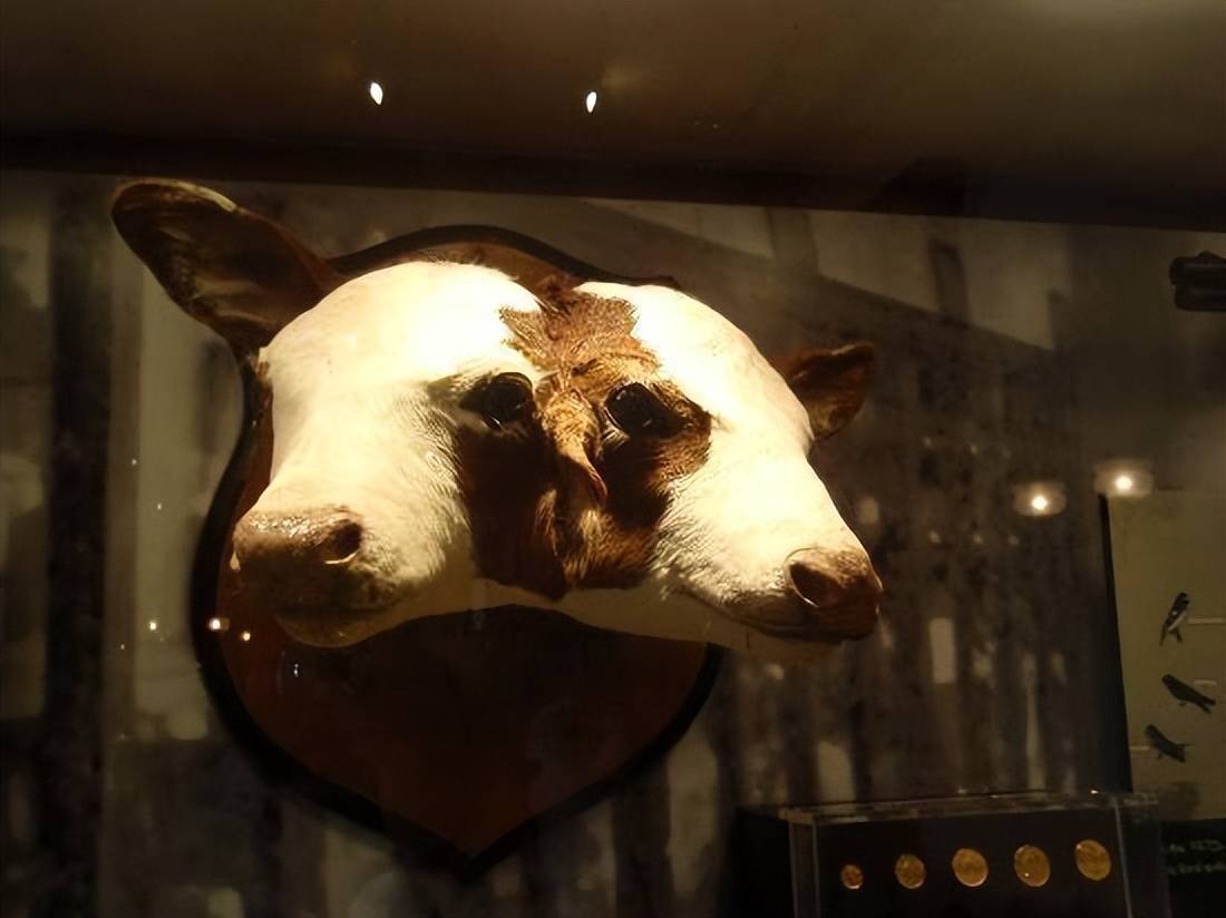 原创国外双头蛇17岁科学家亿分之一的几率为啥双头蛇难以存活