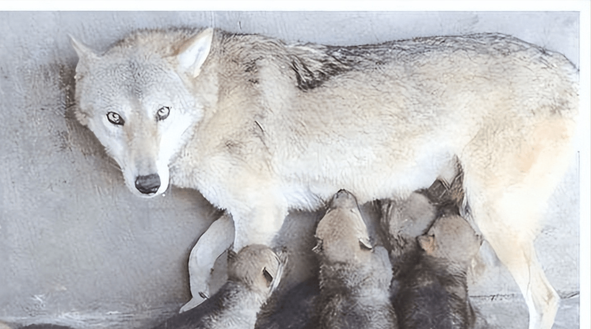 云南老农救助怀孕母狼,却遭公狼袭击,误会化解后公狼多次相助_那只