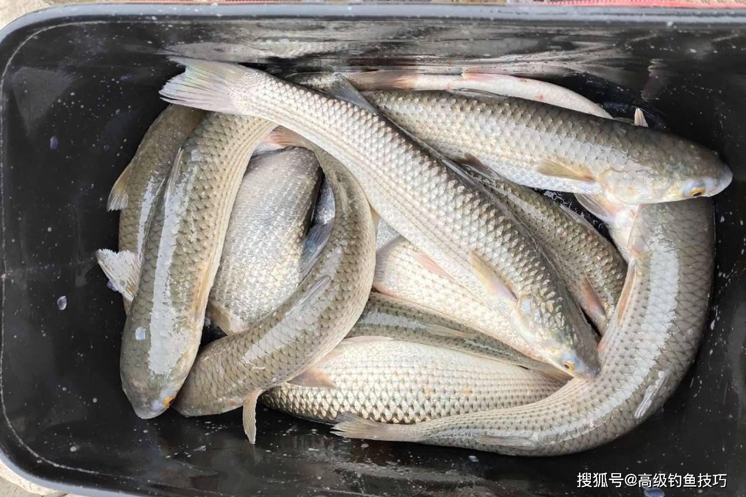 鲻鱼应该怎样钓钓鲻鱼用什么鱼饵鲻鱼的正确钓法和饵料味型