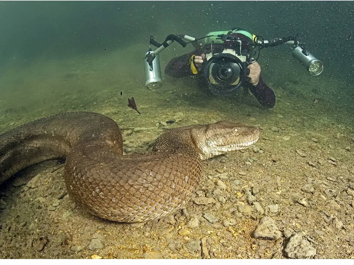 亚马逊最危险的8种动物排名,食人鱼也只能垫底_鳄鱼_体型_电鳗