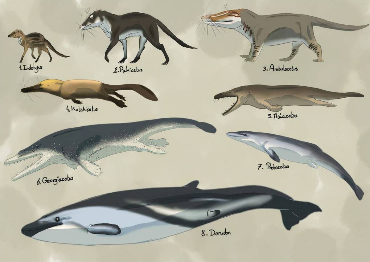 鲸鱼的生长过程图片