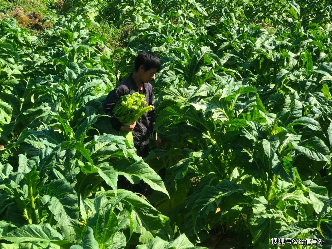 桐梓县:烤烟喜丰收 烟农赶"烤"忙_种植户_烤房_烟叶