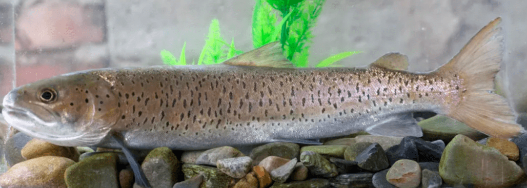 原创川陕哲罗鲑保护问题及对策