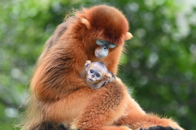 原创深圳野生动物园金丝猴宝宝与小朋友共庆六一