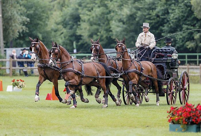 说马之克利夫兰湾马cleveland bay_品种_查普曼_血统