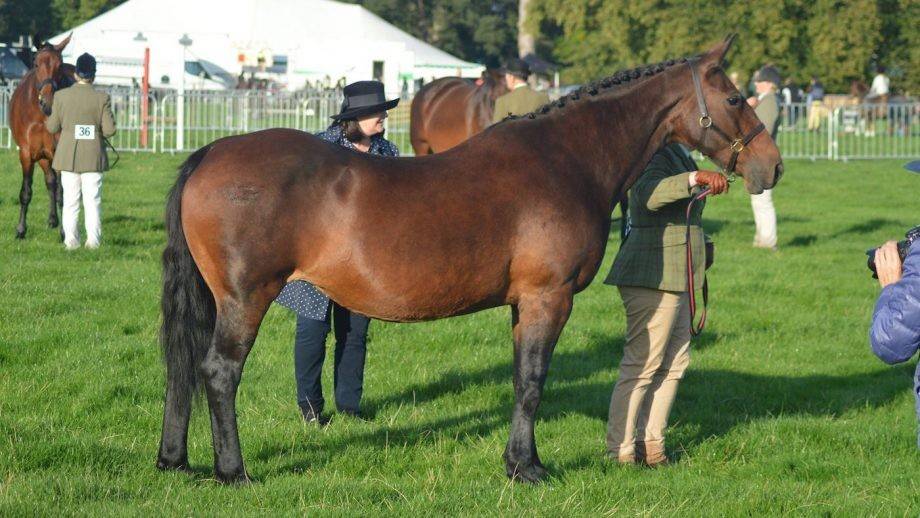 说马之克利夫兰湾马cleveland bay_品种_查普曼_血统