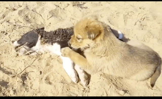 小伙伴死去后,流浪狗还守在它的身边不愿离去,这场景看得好心酸_沙堆里_小狗_离开