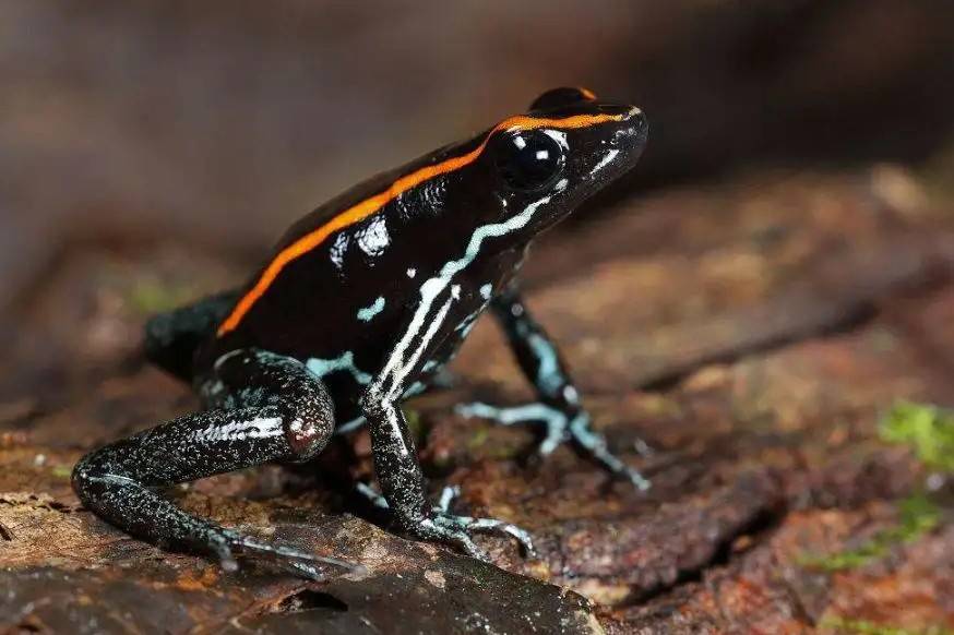 物种现状:易危学名: phyllobates vitatus红画眉箭毒蛙双色箭毒蛙和绿