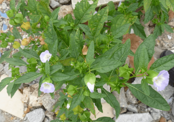 它叫"假酸浆",果实像灯笼是做手搓冰粉的原料,你可能也吃过_雪糕_农村